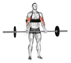 Barbell Biceps Curl demonstration