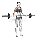Barbell Wide-grip Drag Curl demonstration
