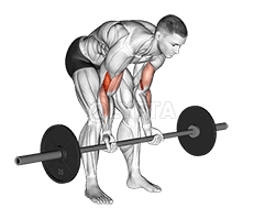Barbell Standing Concentration Curl demonstration