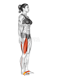 Resistance Band Leg Lift demonstration