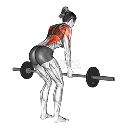 Barbell Reverse Grip Bent Over Row demonstration