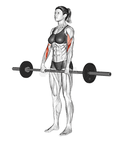 Barbell Reverse Curl demonstration
