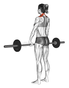 Barbell Shrug demonstration
