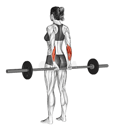 Barbell Standing Back Wrist Curl demonstration