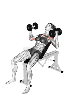 Dumbbell Incline Hammer Press demonstration