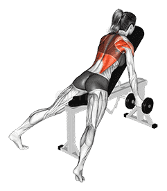 Dumbbell Reverse Grip Incline Row demonstration