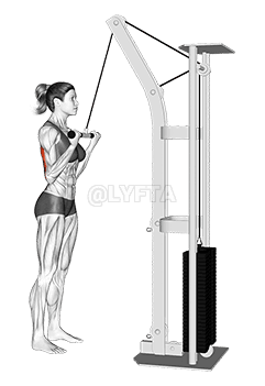 Cable Reverse grip Pushdown demonstration