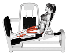 Lever Seated Squat Calf Raise on Leg Press demonstration