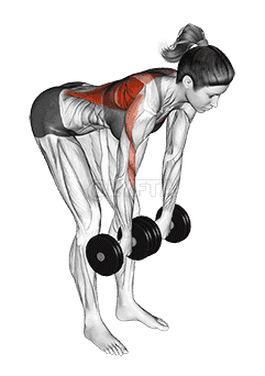 Dumbbell Palm Rotational Bent Over Row demonstration