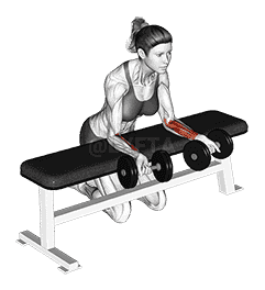 Dumbbell Over Bench Revers Wrist Curl demonstration