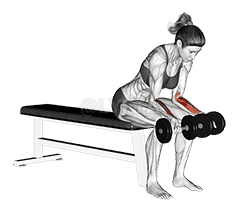 Dumbbell Seated Palms Up Wrist Curl demonstration