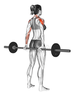 Barbell Rear Delt Raise demonstration