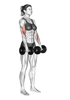 Dumbbell Biceps Curl Reverse demonstration