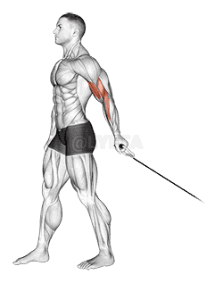 Cable One Arm Biceps Curl demonstration