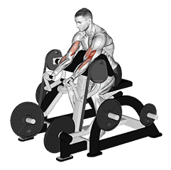 Lever Preacher Curl demonstration