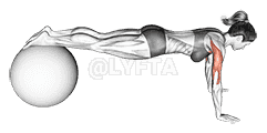Push Up demonstration
