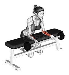 Barbell Palms Up Wrist Curl Over A Bench demonstration