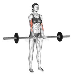 Barbell Standing Close Grip Curl demonstration