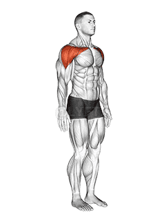 Shoulder - Abduction - Articulations demonstration