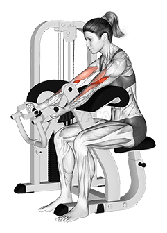 Lever Preacher Curl demonstration