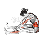 Spine Stretch Forward demonstration