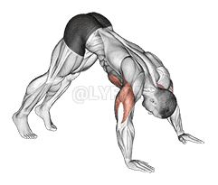 Pike Push up demonstration