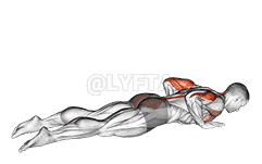 Seal Push up demonstration