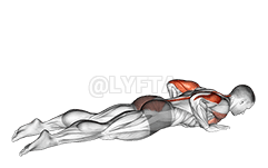 Seal Push up demonstration