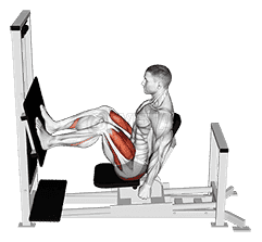 Lever Horizontal Leg Press demonstration