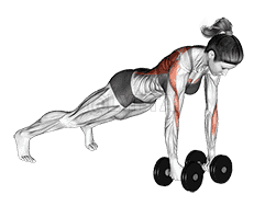 Dumbbell Renegade Row demonstration