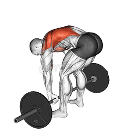 Barbell Pendlay Row demonstration