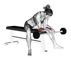 Barbell Reverse Wrist Curl demonstration