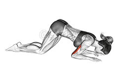Bodyweight Kneeling Triceps Extension demonstration