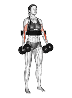Dumbbell Hammer Curls demonstration