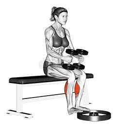 Dumbbell Seated Calf Raise demonstration