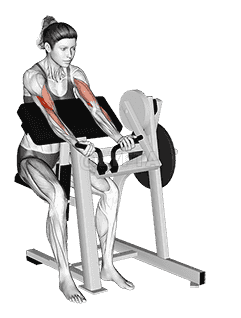 Lever Preacher Curl demonstration