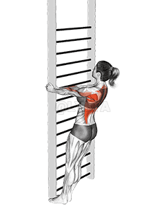 Bodyweight Standing Close-grip Row demonstration