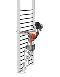 Bodyweight Standing Close-grip Row demonstration