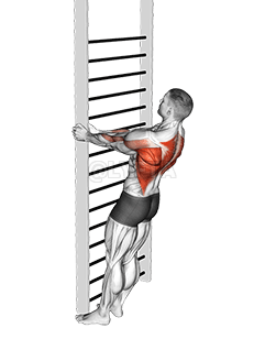 Bodyweight Standing Close-grip Row demonstration