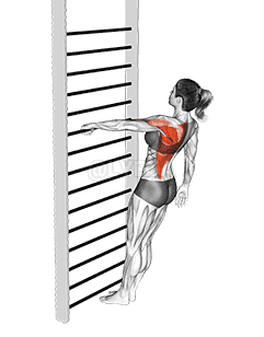 Bodyweight Standing One Arm Row demonstration
