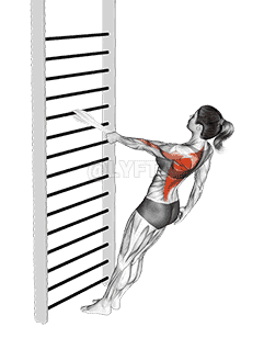 Bodyweight Standing One Arm Row demonstration