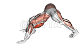 Modified Hindu Push-up demonstration