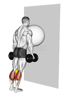 Exercise Ball on the Wall Calf Raise demonstration