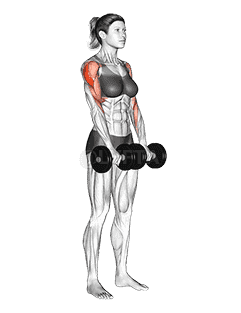 Dumbbell Upright Row demonstration