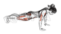 Spider Crawl Push-up demonstration