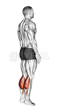 Bodyweight Standing Pulse Calf Raise demonstration