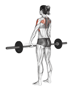 Barbell Wide Grip Upright Row demonstration