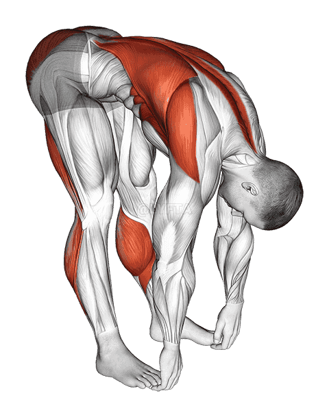 Standing Hamstrings and Back Stretch demonstration