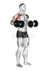 Dumbbell Drag Bicep Curl demonstration