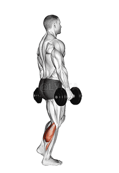 Dumbbell Standing Single Leg Calf Raise demonstration